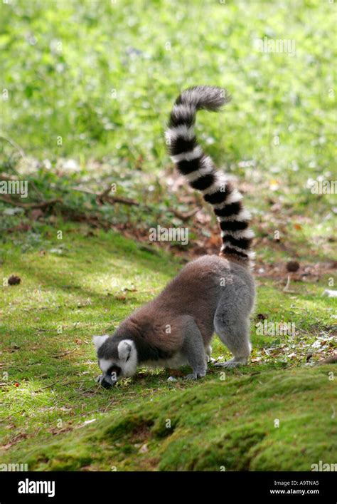 ringtail lemur tail ring habitat grass green long coat grey brown fur ...