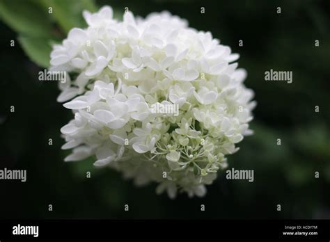 Street flower in Brooklyn Stock Photo - Alamy