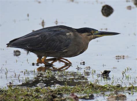 Striated heron Photograph by Athol KLIEVE - Fine Art America