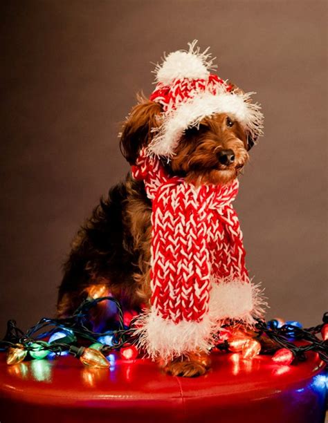 Dog Hat and Dog Scarf for Dog Red and White Peppermint - Etsy