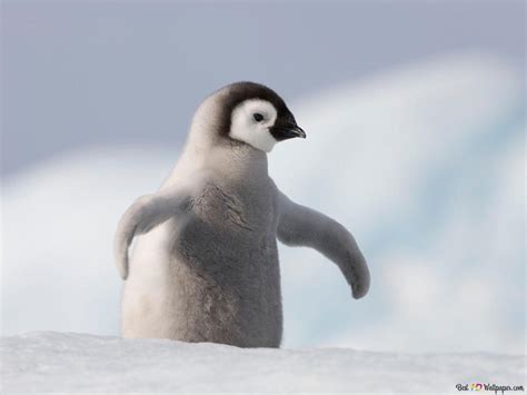 Cute baby penguin in the snow HD wallpaper download