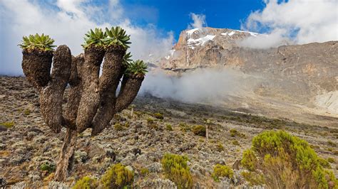 Lobelia morogoroensis plants in Kilimanjaro National Park Tanzania [1920x1080] #remoteplaces # ...