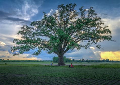 30 Best Oak Tree Varieties Of Texas Images Oak Tree Tree Texas Trees - PELAJARAN