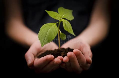 Hands Holding Baby Plant or Growth and Development Stock Image - Image of achievement, fragility ...