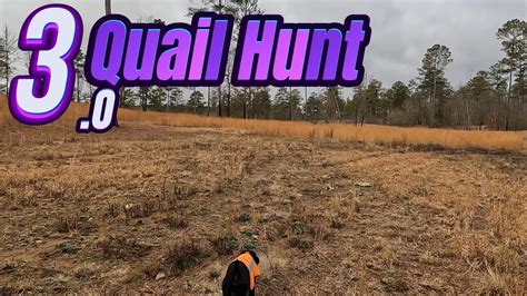 Quail Hunting 3.o - YouTube