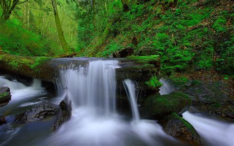 Forest Trees River Stream Waterfall Wallpaper