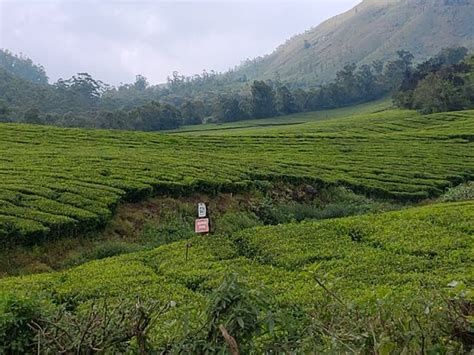 Tea Gardens (Munnar) - 2019 All You Need to Know BEFORE You Go (with Photos) - TripAdvisor