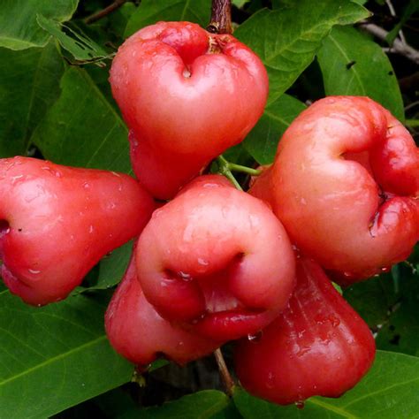 Water Apple Hybrid Red - Fruit Plants & Tree – Exoticflora