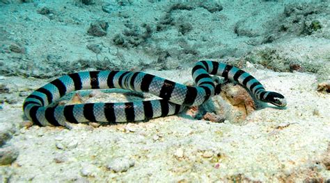 Serpente-Marinha-de-Faixas (Laticauda colubrina)