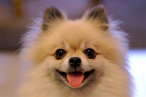 Pomeranian Dog Breed » Information, Pictures, & More