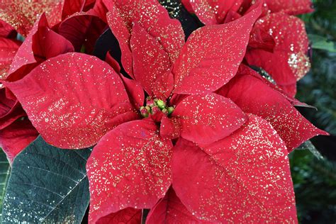 Poinsettia History | The Old Farmer's Almanac