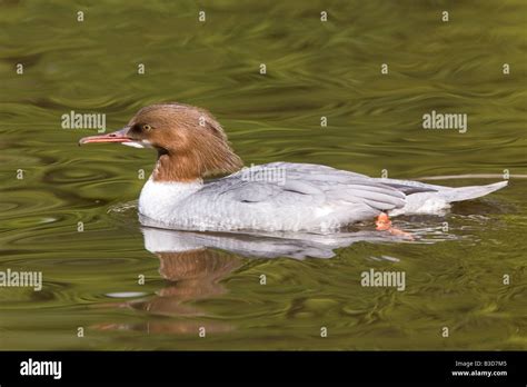 female Common Merganser or Goosander - Mergus merganser Stock Photo - Alamy