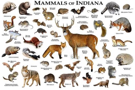 Mammals of Indiana Poster Print / Indiana Mammals Field Guide | Etsy in ...