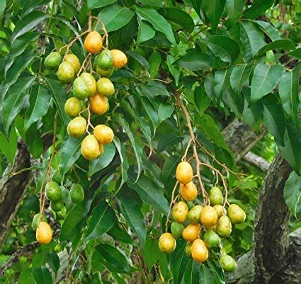 Coconut Lagoon Dwarf Rare Spondias Mangifera Indian Hog Plum/Ambazham ...