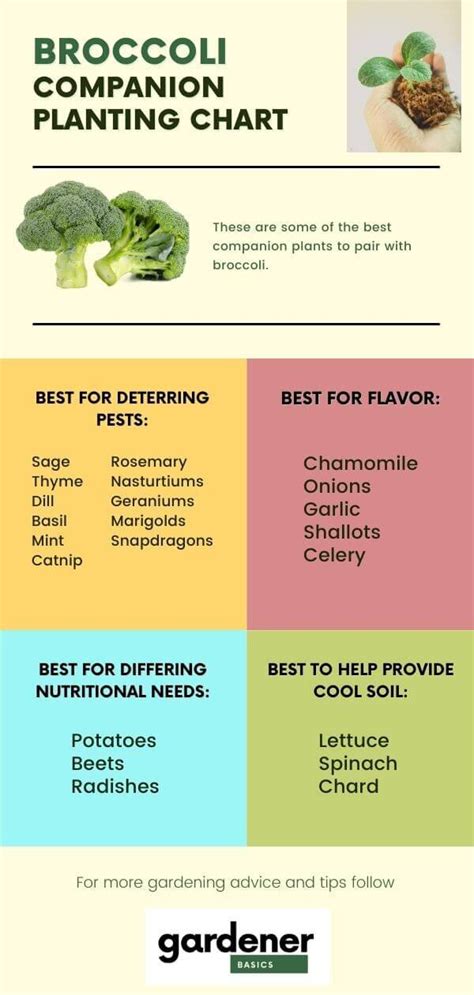 Broccoli Companion Planting Chart | My XXX Hot Girl