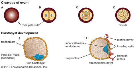 blastocyst | Definition, Early Development, & Facts | Britannica