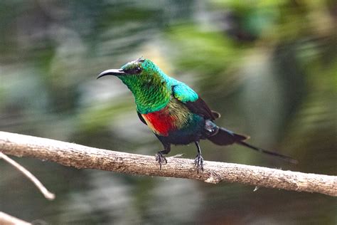 Beautiful Sunbird | San Diego Zoo Animals & Plants