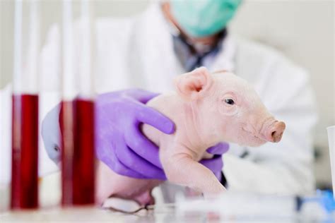 10 Bizarre Facts About The Human-Pig Hybrid Scientists Created In A ...