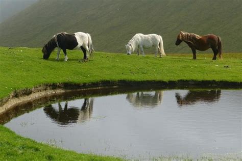 Foula Pictures - Traveller Photos of Foula, Shetland Islands - TripAdvisor