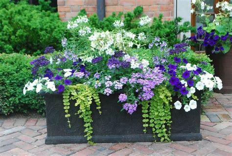 White star flowers, purple lantana?, white and purple petunias, trailer | Container gardening ...