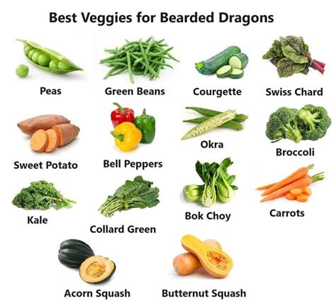 Best Fruits, Vegetables, and Salads For Bearded Dragons