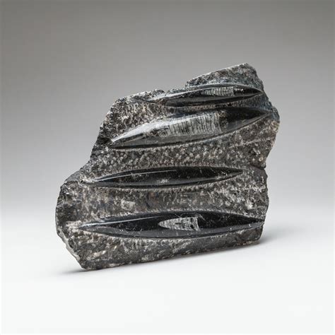 Genuine Orthoceras Fossil - Astro Gallery - Touch of Modern