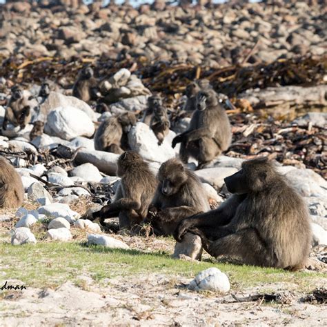 Chacma baboons – Nature on the Edge