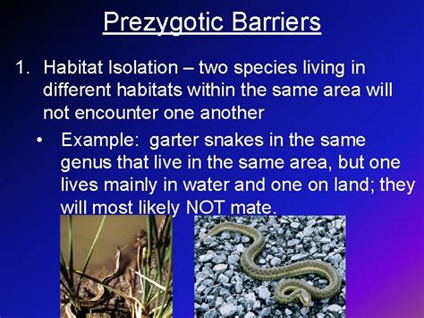 What is a Species Speciation the origin of