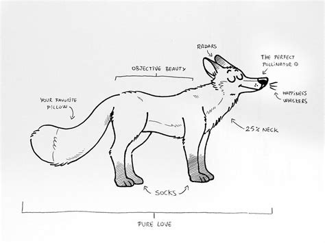 anatomy of fox : r/EverythingFoxes