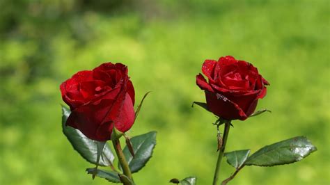 Beautiful Red Rose Flowers Wallpapers - Entertainment Only