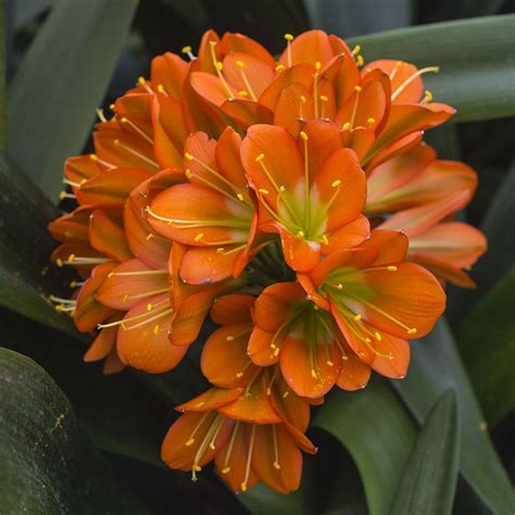 Colorado Clivia plant number 2196. Clivia miniata, Twilight Bronze x Tropical Bronze | Red ...