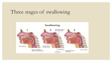 Swallowing Mechanism Diagram