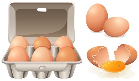 Fresh eggs 297479 Vector Art at Vecteezy