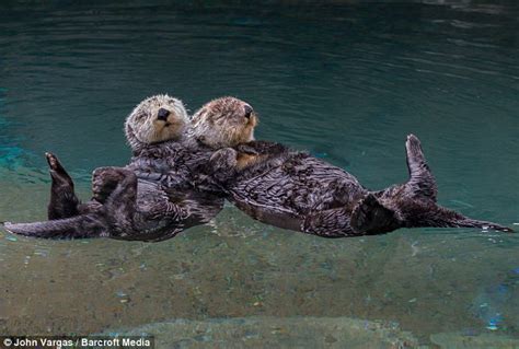 Lisa's World: Otterly adorable: Dozy otters hold hands while taking a ...