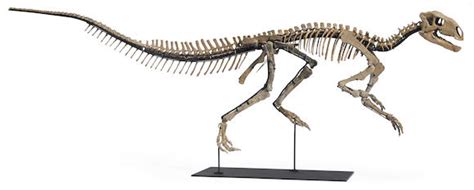 Bonhams : Mounted Juvenile Tenontosaurus Skeleton