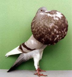 17 Practical Puffy Pigeons ideas | pigeon breeds, pigeon pictures, pigeon