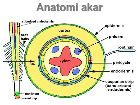 Struktur Anatomi Akar Dikotil Dan Monokotil