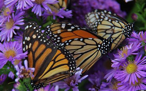 Butterfly Pavilion - Elkton Community Education Center