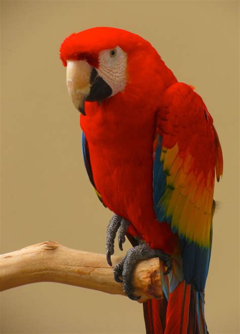 Macaw Parrot, Parrot Bird, Pretty Birds, Beautiful Birds, Starfish Species, Eagle Wallpaper ...