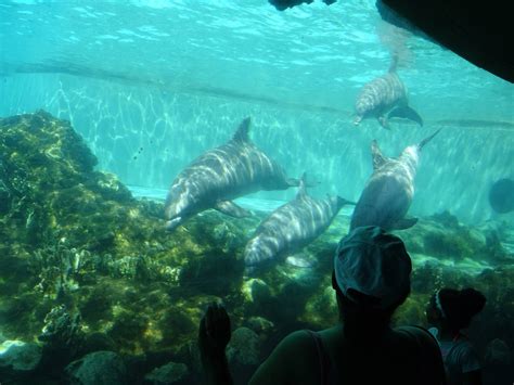 Dolphin Cove Underwater Viewing at SeaWorld Orlando - ZooChat