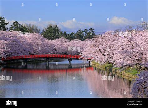 Cherry blossoms in Hirosaki Park Stock Photo - Alamy