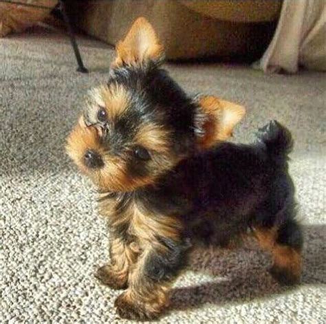 newborn yorkie puppies pictures - Is Great Newsletter Photography