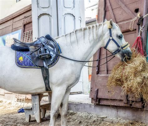 The Horse Free Stock Photo - Public Domain Pictures