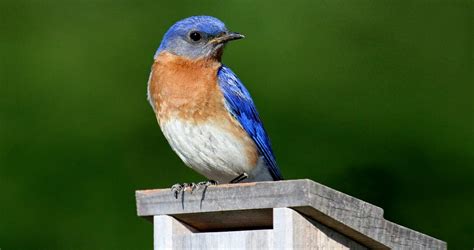 Eastern Bluebird Identification, All About Birds, Cornell Lab of ...