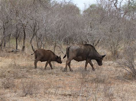 Trophy Hunting Cape Buffalo In South Africa | Big Game Hunting Adventures