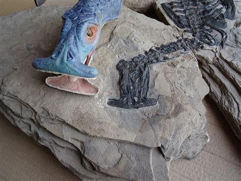 Atopodentatus unicus Unzipped - Triassic Reptile Redfined