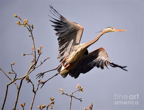 Great Blue Heron Nesting 6 Photograph by Terry Elniski - Fine Art America