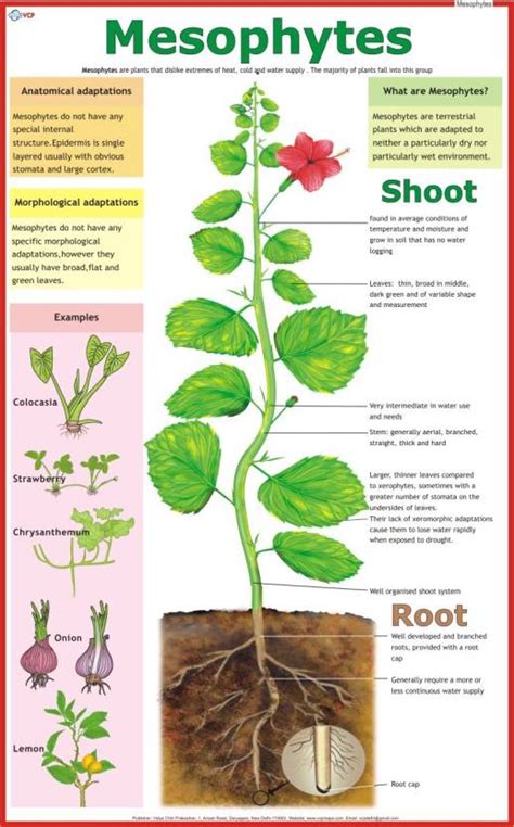 Mesophytes Chart Paper Print - Educational posters in India - Buy art, film, design, movie ...