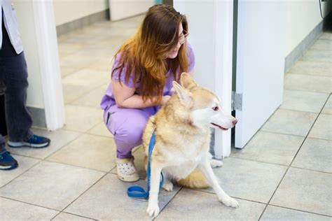 Hamptonburgh Animal Hospital Patient Gallery | Vet Clinic In Campbell ...