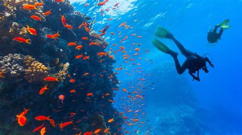 Diving Dos and Don'ts: Impact Of Scuba Diving On Coral Reefs – Green Fins